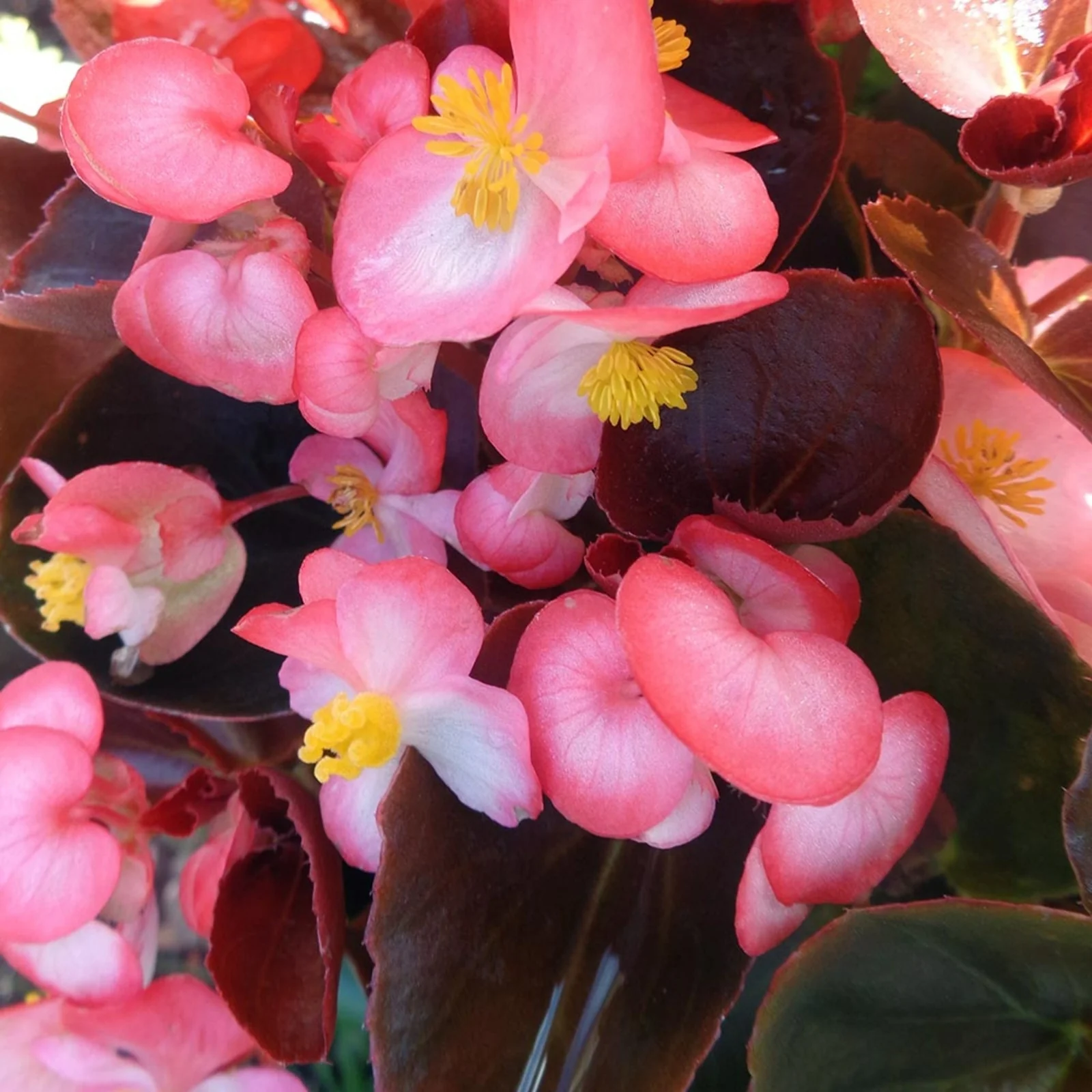 Indoor Flowering Plants