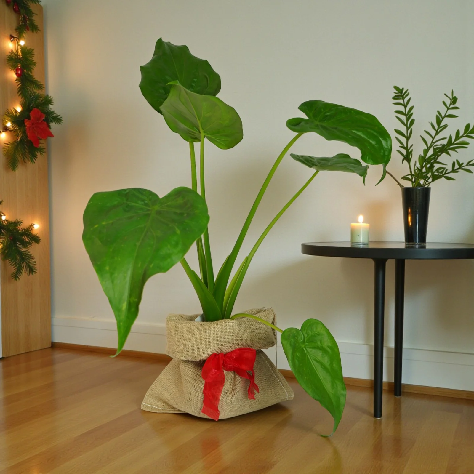 Indoor Plant Gifts
