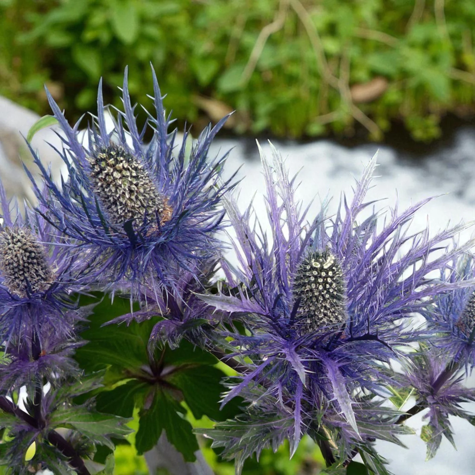 Thumb 4