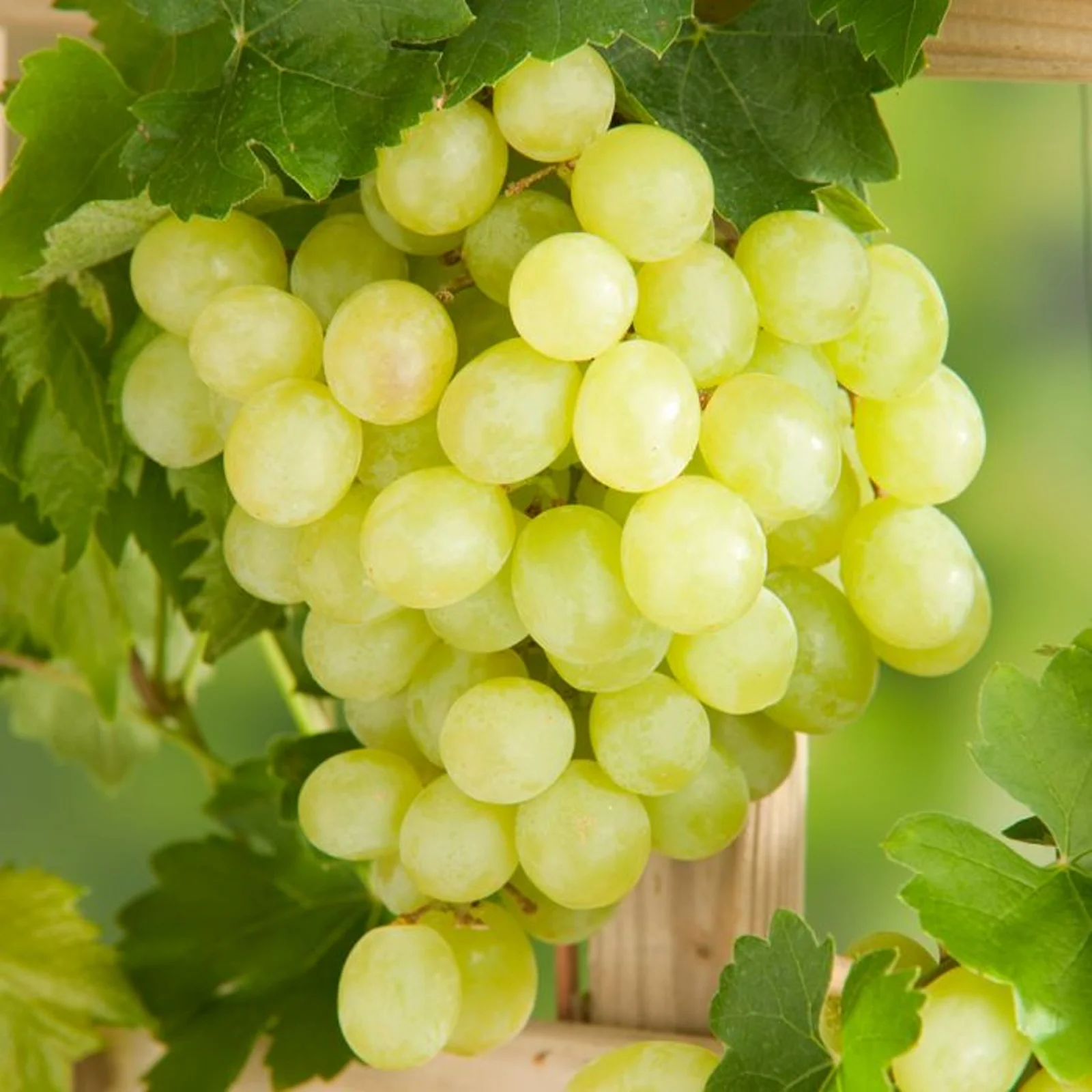 Grape Vine Plants for Sale UK