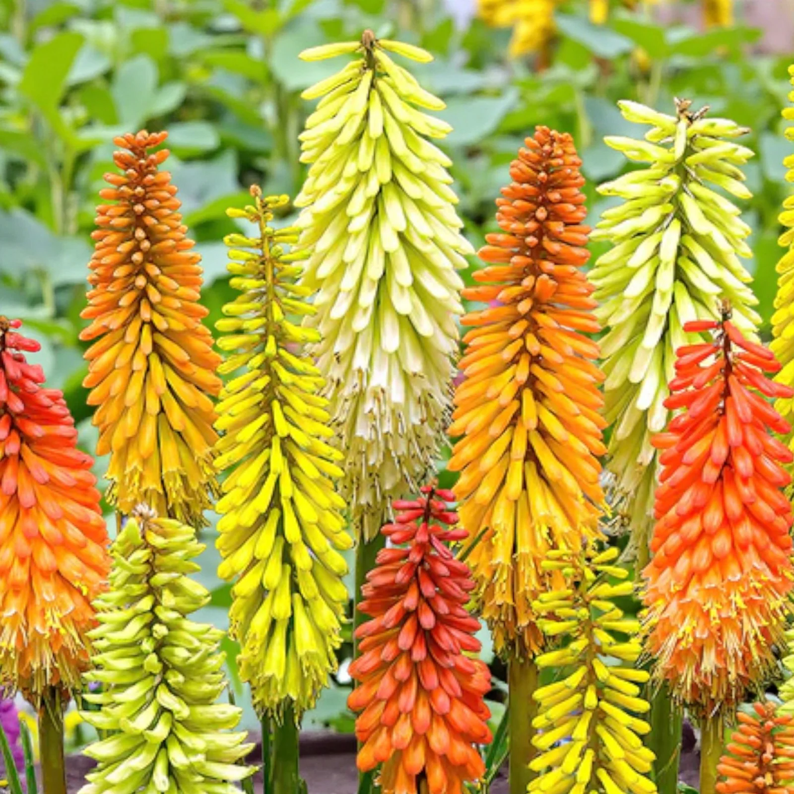 Red Hot Poker Roots